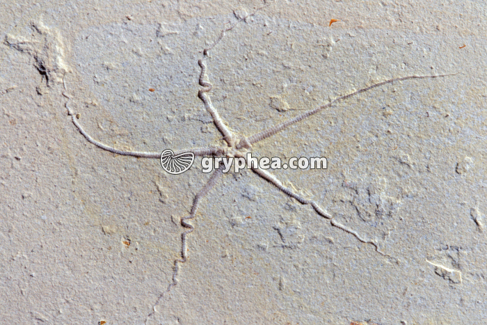 Ophiure fossile - gryphea.com